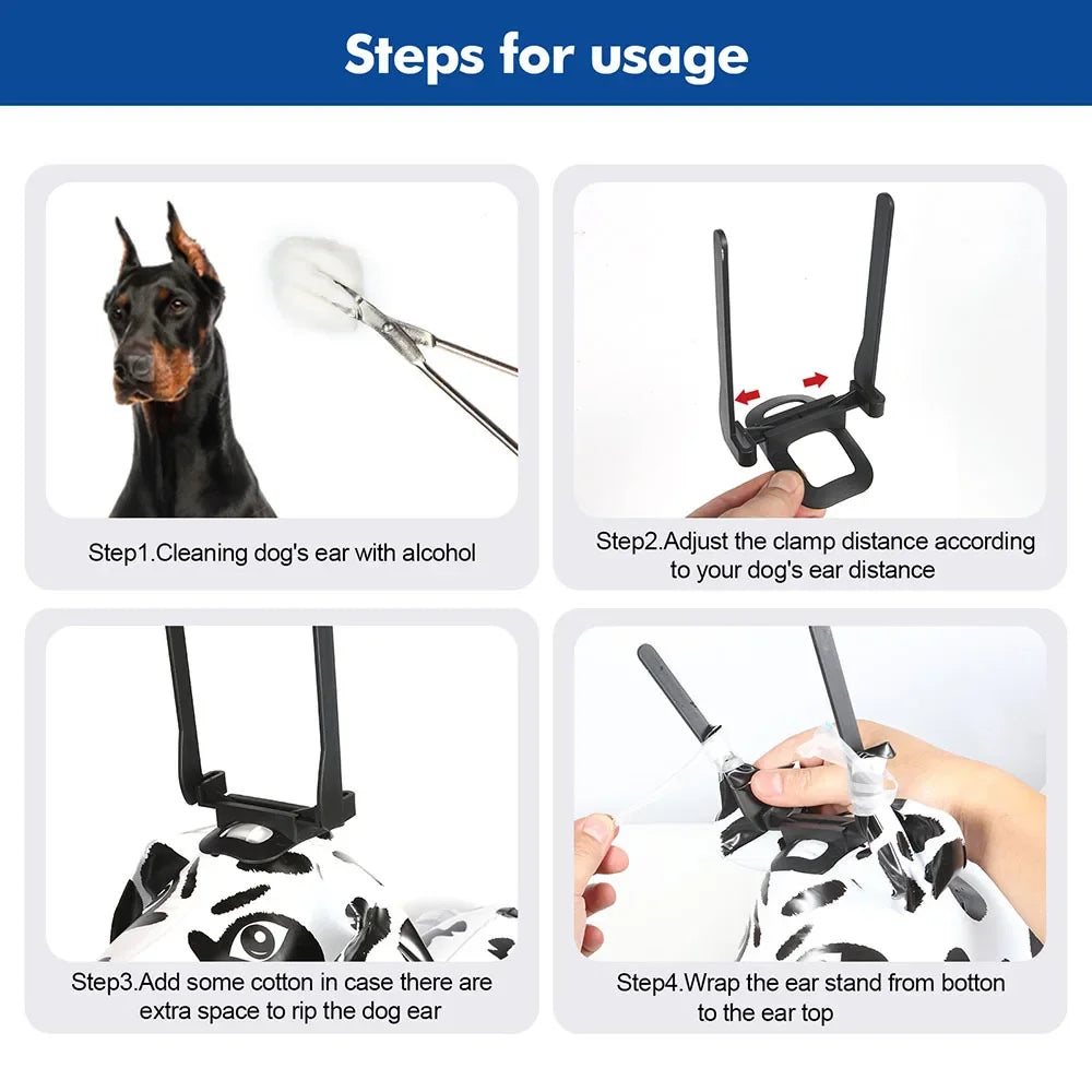 Étapes d'utilisation montrant un outil pour redresser l'oreille d'un chien Doberman.