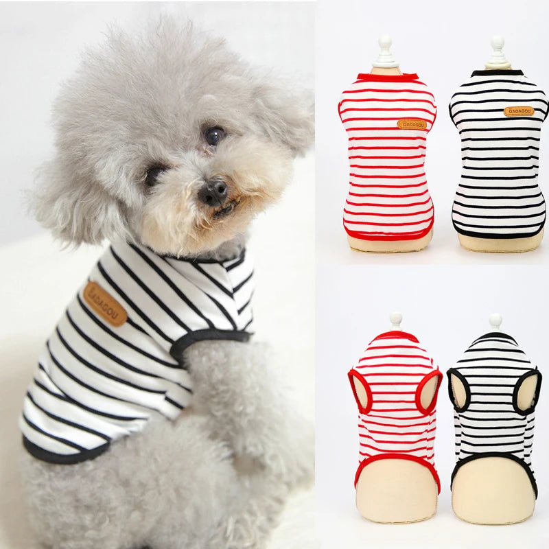 A fluffy grey dog wearing a striped sleeveless vest with red trim and black stripes.