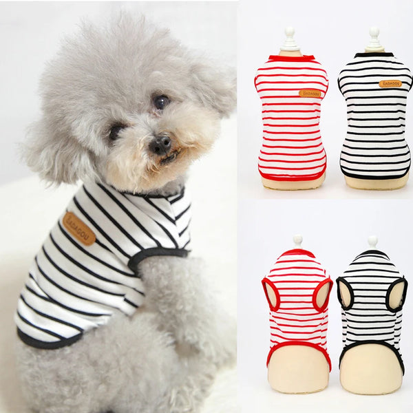 A fluffy grey dog wearing a striped sleeveless vest with red trim and black stripes.