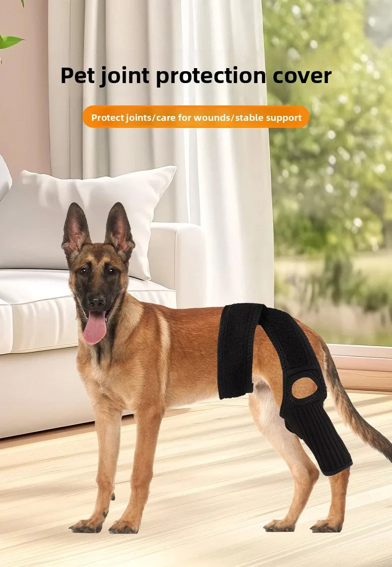 A brown dog wearing a black joint protection cover stands indoors.