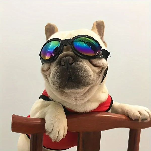 A white bulldog wearing black sunglasses with mirrored green and blue lenses sitting on a wooden surface.