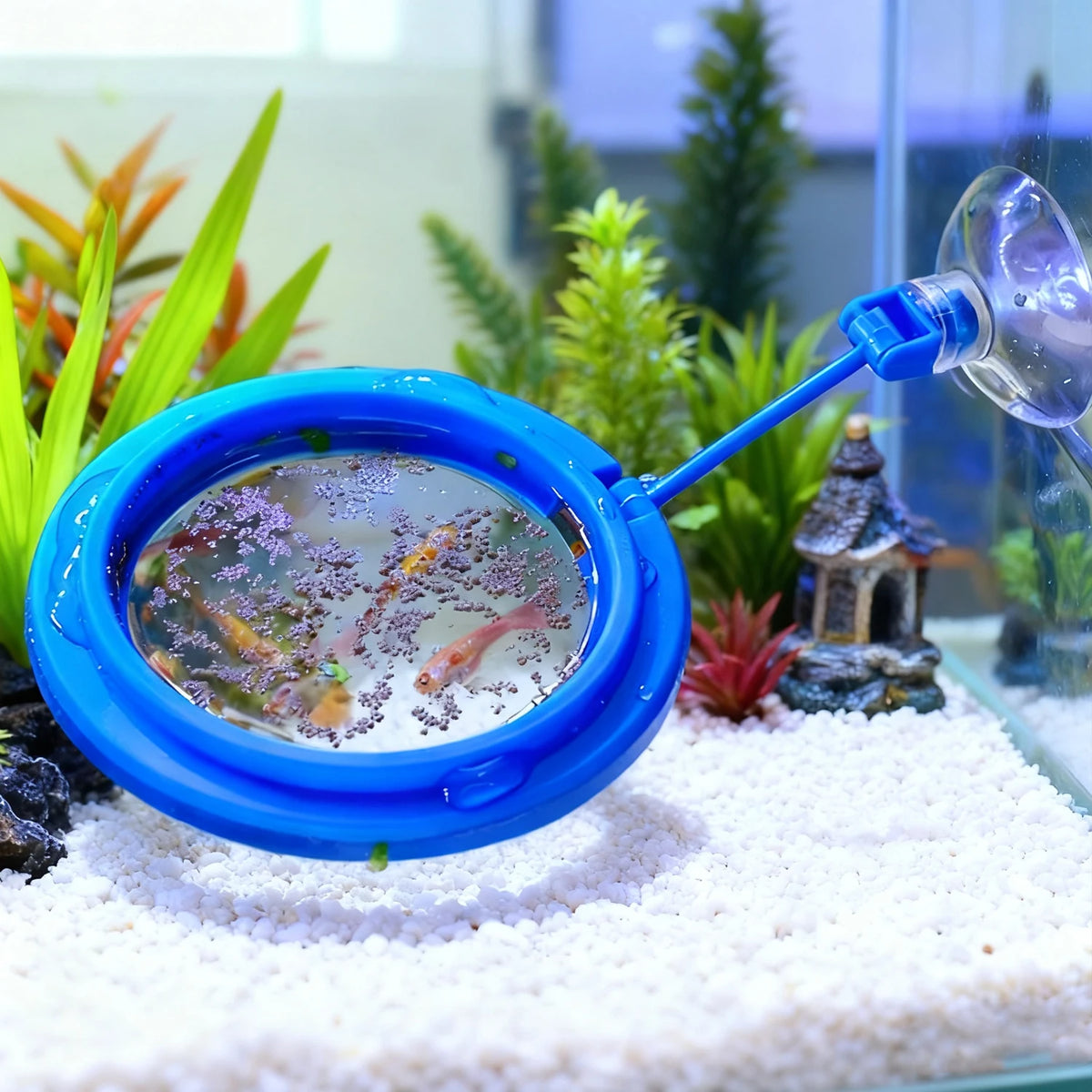 Un anneau d'alimentation bleu avec une fenêtre de visualisation, posé sur du gravier blanc contenant de petits poissons dans 