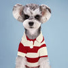 A small, fluffy dog wearing a red and white striped polo shirt.