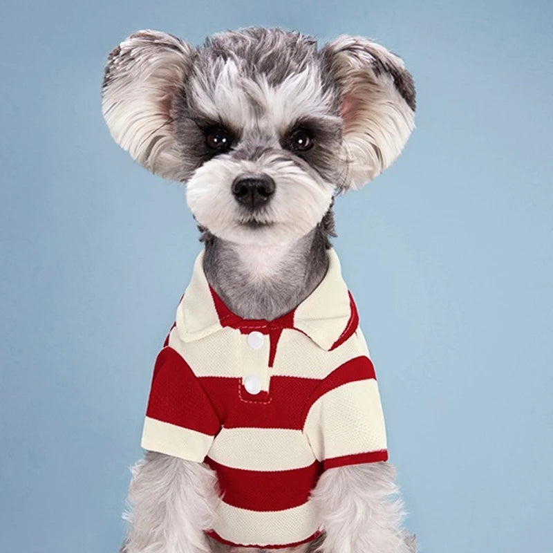 A small, fluffy dog wearing a red and white striped polo shirt.