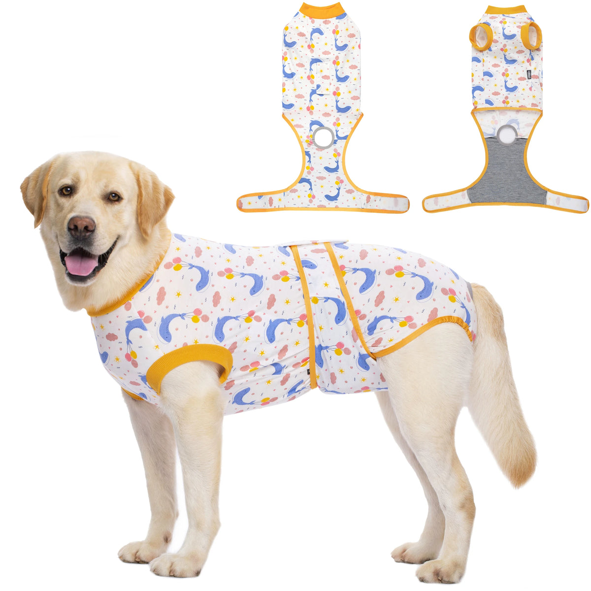 Un golden retriever portant une combinaison de sauvetage bleu clair et jaune avec des composants de harnais attachés.