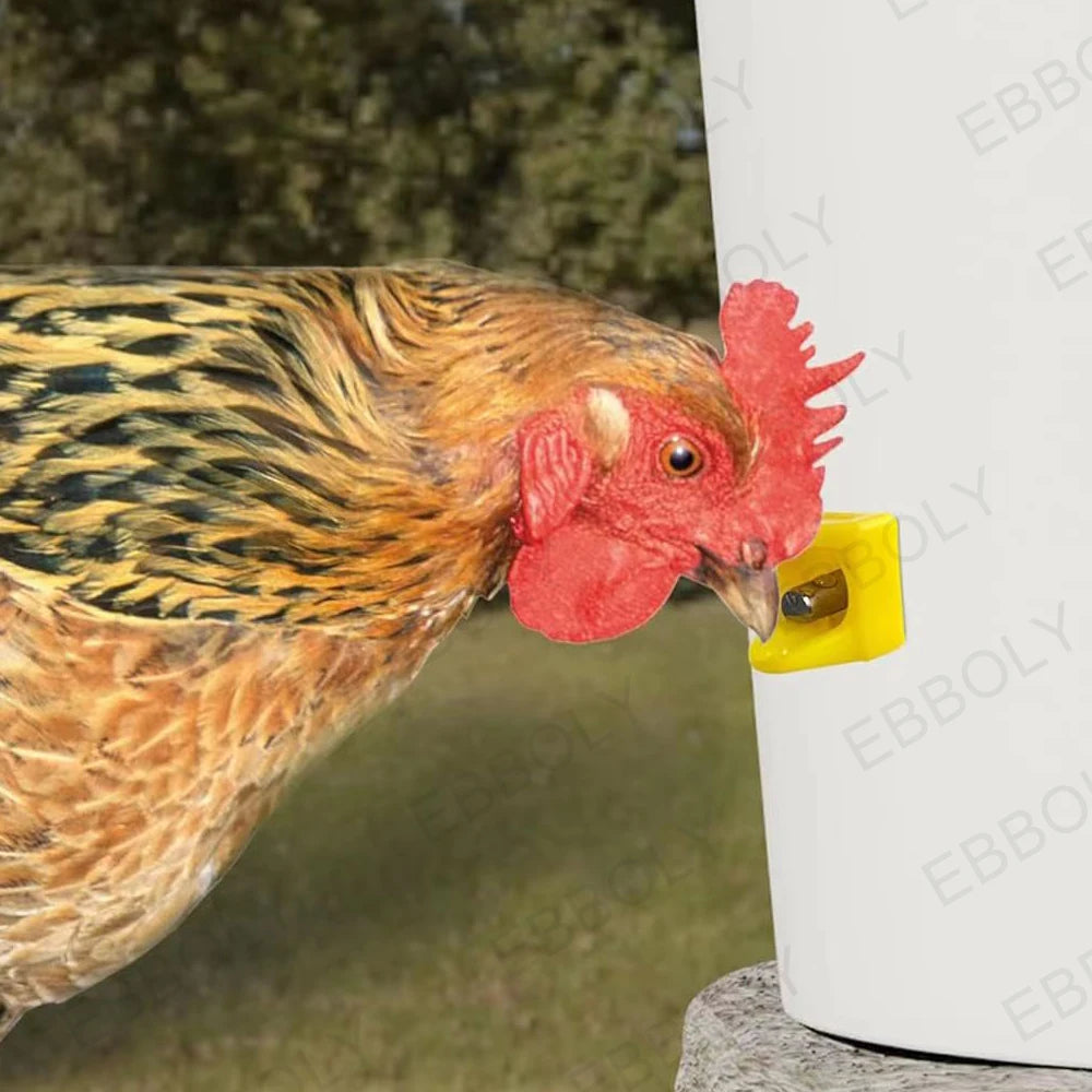 Un poulet brun et noir interagit avec un tétine jaune sur un récipient d'eau blanc.