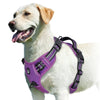 A light-colored dog wearing a purple padded harness for walking or training.