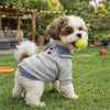 A light-colored dog wearing a gray and blue patterned sweater while playing with a yellow tennis ball on a green lawn.