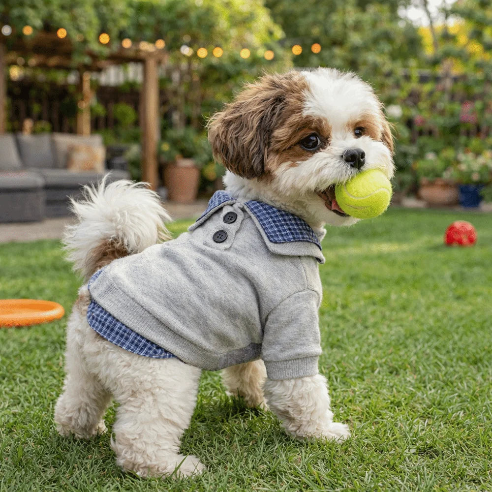 A light-colored dog wearing a gray and blue patterned sweater while playing with a yellow tennis ball on a green lawn.
