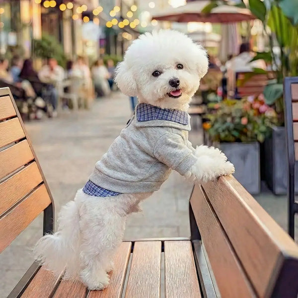 A fluffy white dog wearing a light gray and blue plaid hoodie sits on a wooden bench in an outdoor cafe setting.
