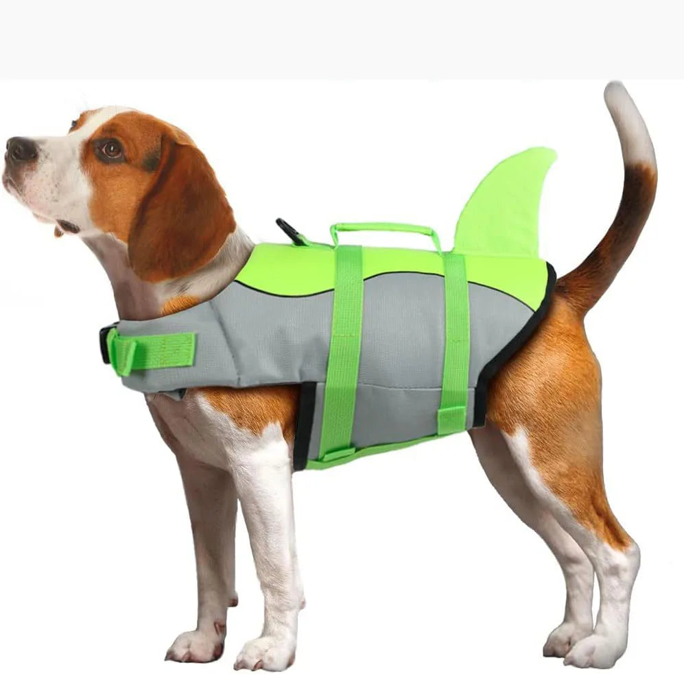 A brown and white dog wearing a bright lime green buoyancy life jacket for swimming.