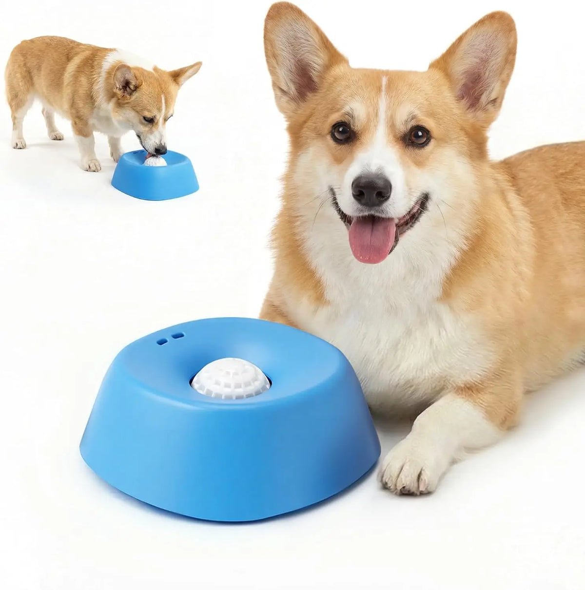 Un perro Shiba Inu peludo interactuando con un cuenco comedero lento de esfera azul para perros.