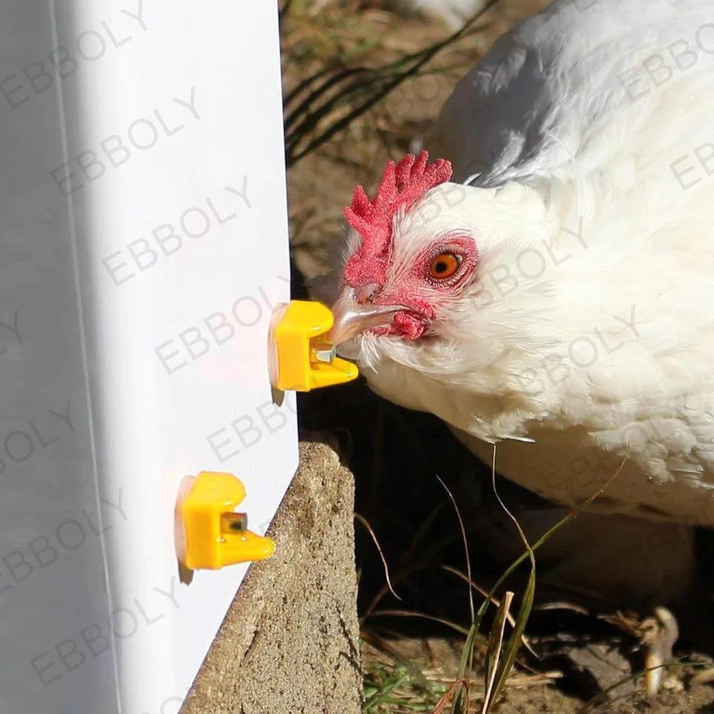 Un poulet blanc boit de l'eau d'un tétine jaune sur un abreuvement blanc.