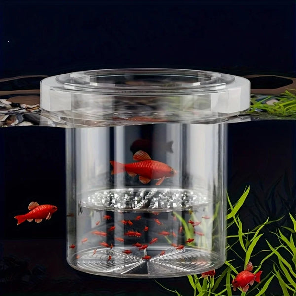 Aquarium en verre clair pour l'élevage, contenant de petits poissons rouges et des plantes aquatiques.