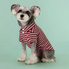 A small, fluffy dog wearing a pink and black striped polo shirt sitting on a light green surface.