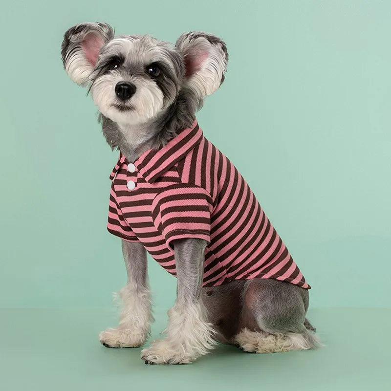 A small, fluffy dog wearing a pink and black striped polo shirt sitting on a light green surface.