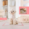 A fluffy light-colored dog is sitting on a pink absorbent pad in a bright room.