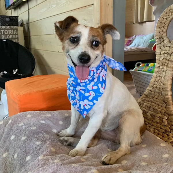 A light-colored dog with brown and white markings is sitting on a pink blanket wearing a blue patterned bandana.
