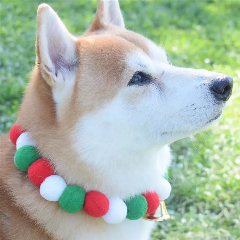 A Shiba Inu dog wearing a colorful rainbow flower pet collar and bow tie set outdoors.