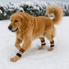 A golden retriever wearing anti-slip knitted dog socks standing in the snow.