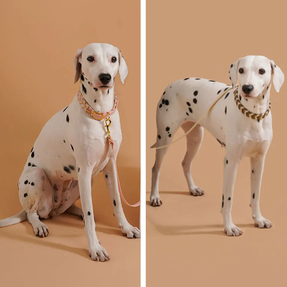 A white dog wearing a colorful handmade collar with a reflective safety feature, shown in two different poses.