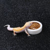 A small, light orange and pink ceramic reptile feeding bowl filled with dried food, next to a lizard.