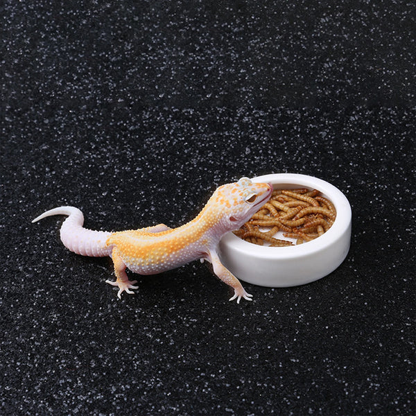 Un petit bol à nourriture en céramique orange clair et rose rempli de nourriture séchée, à côté d'un lézard.