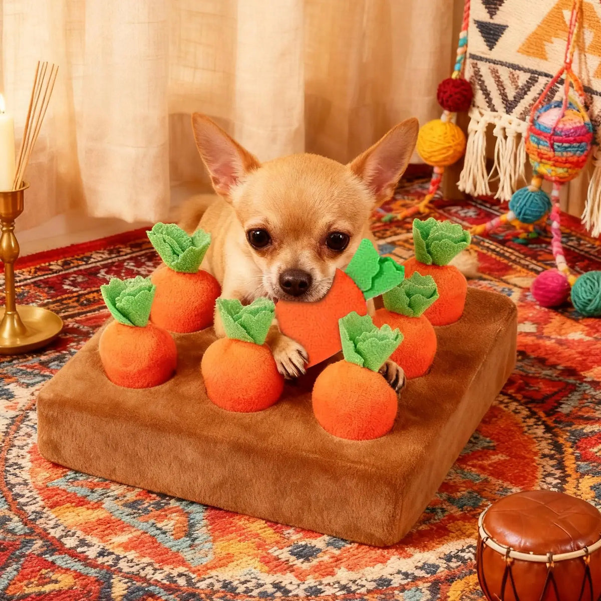 A small chihuahua dog is interacting with an orange snuffle mat filled with green carrot-shaped toys.