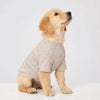 A light tan dog is wearing a beige cozy winter sweater and looking to the right.