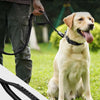 A dog is holding a soft rubber traffic handle leash for walking in a grassy outdoor setting.