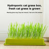 A bright green hydroponic cat grass box filled with fresh, growing cat grass shoots.