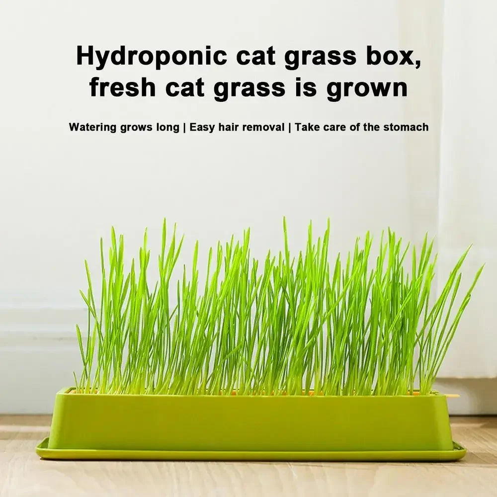 A bright green hydroponic cat grass box filled with fresh, growing cat grass shoots.