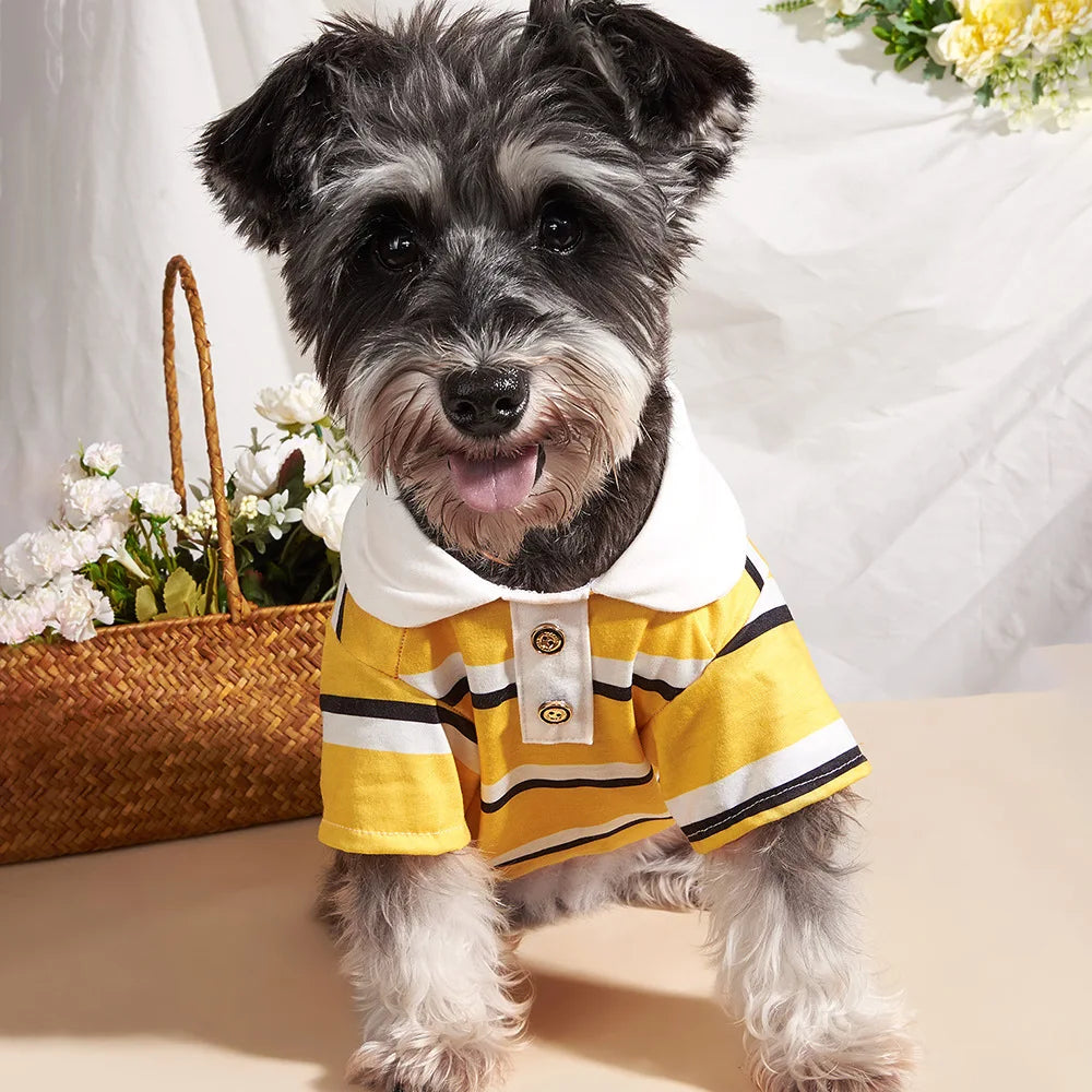A small dog wearing a yellow and black striped polo shirt against a white background.