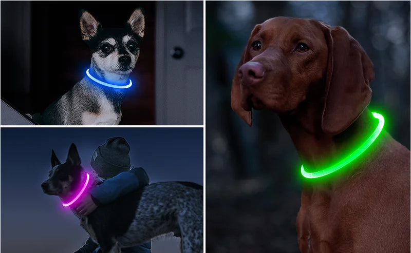 Three images showing a dog wearing a rechargeable LED collar in blue, pink, and green light.