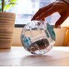 A hand is holding a clear, transparent pet exercise ball with a blue accent, resting on a wooden surface.