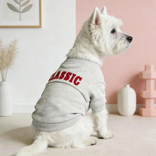 Un perro blanco vistiendo una sudadera con estampado de carta gris, sentado sobre una superficie clara.