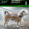 Ein hellbraunes Hund trägt ein durchsichtiges wasserdichtes Cape zum Schutz.