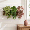 Décor de mur en lierre vert artificiel avec des feuilles vertes et rouge-rosées, exposé sur une étagère en bois.