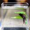A Betta fish rests on a green leaf hammock inside a clear glass container.