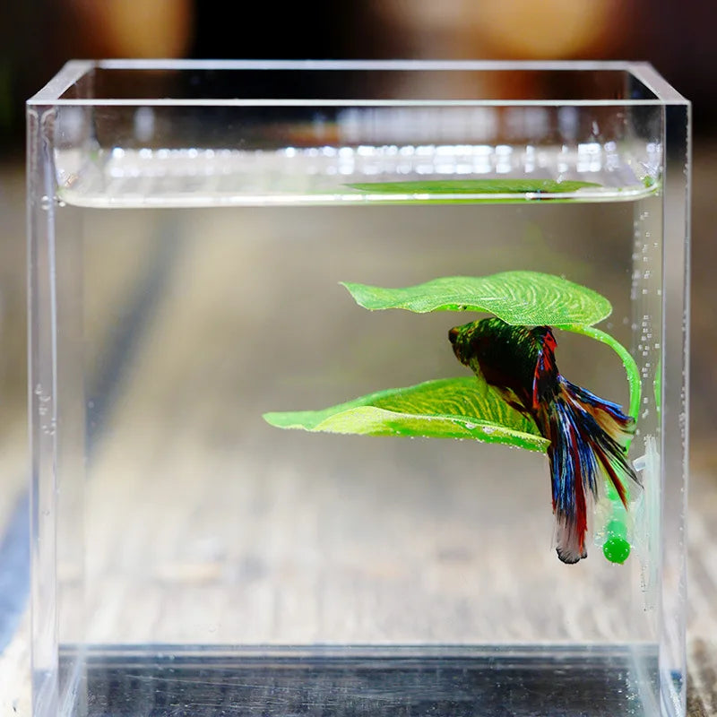 A Betta fish rests on a green leaf hammock inside a clear glass container.