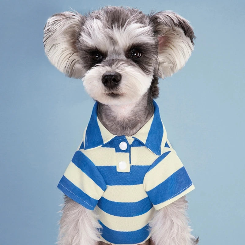 A small, fluffy dog with gray and white fur wearing a blue and yellow striped polo shirt.