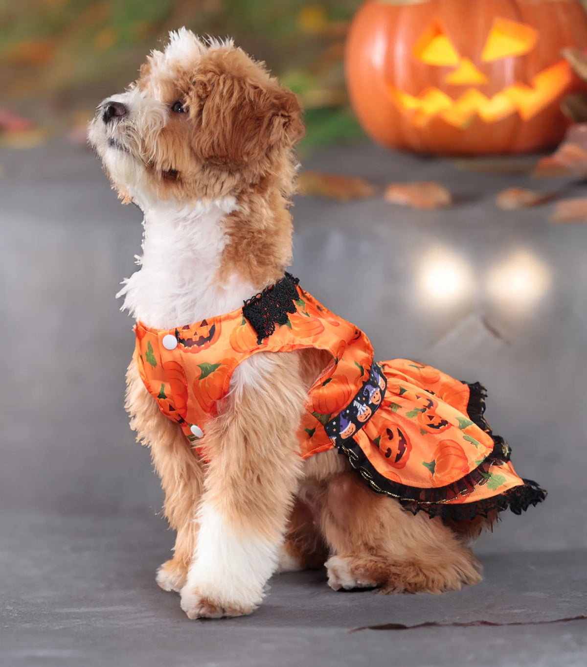 A small, fluffy dog wearing an orange pumpkin lace dress costume.