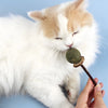 A white and ginger cat is gently chewing a natural silvervine cat chew stick with a human hand.