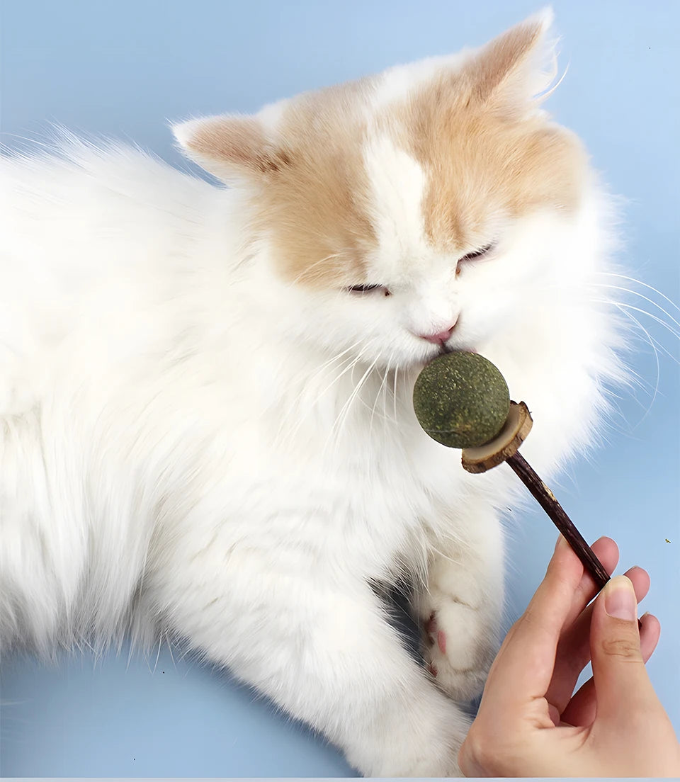 A white and ginger cat is gently chewing a natural silvervine cat chew stick with a human hand.