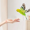 A hand is gently holding an adjustable parrot traction rope with a colorful bird attached.