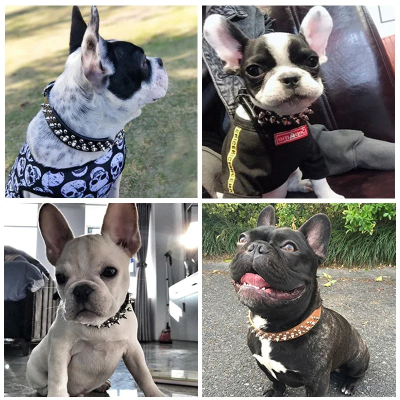 A collage of three dogs wearing adjustable leather spiked collars.