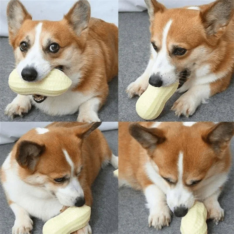 Ein Shiba Inu Hund genießt ein interaktives Spielzeug für Hunde.
