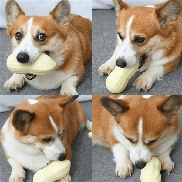 Ein Shiba Inu Hund genießt ein interaktives Spielzeug für Hunde.
