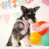 A small gray and black dog wearing a pink plaid harness holding a treat.