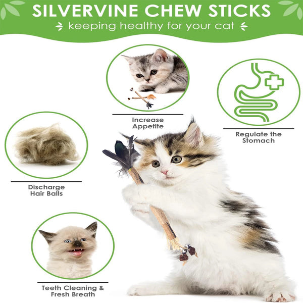 A fluffy kitten holding silvervine chew sticks, promoting dental health and stomach regulation.